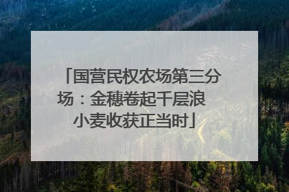 国营民权农场第三分场：金穗卷起千层浪 小麦收获正当时